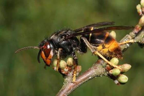 Asian Hornet